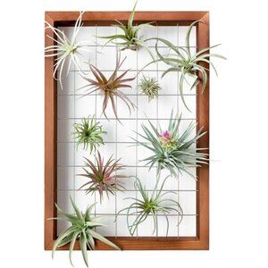 Air Plant Frame Hanging Airplant Holder Tillandsia Display Hanger Wooden Shelf